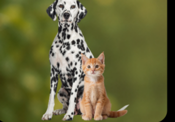 A dog and a cat