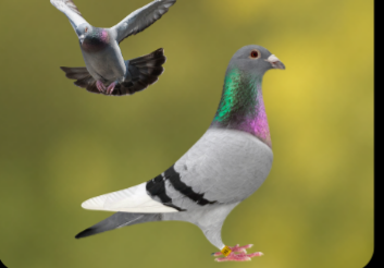 Racing pigeons